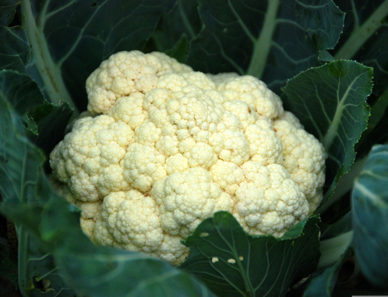 Garden cauliflower for fermentation