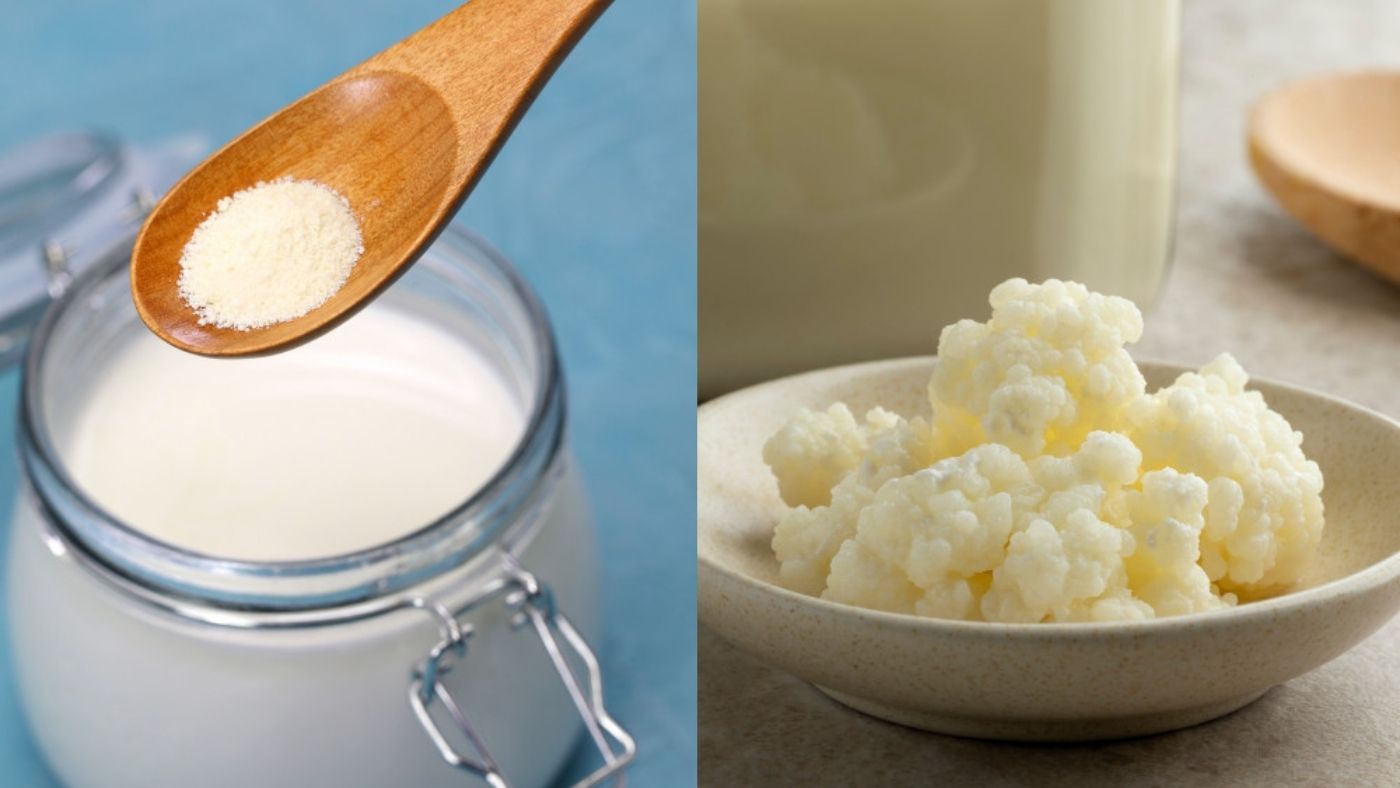 Comparaison grains de kéfir et culture de kéfir de lait