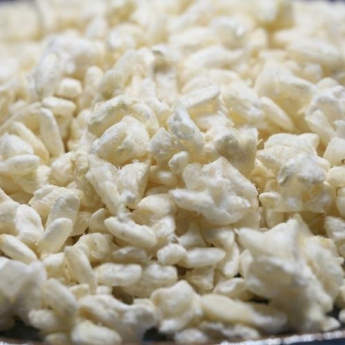 Koji de riz maison recouvert d'Aspergillus Orizae