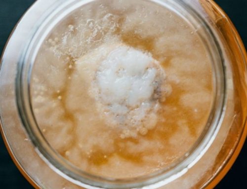 Healthy or Mouldy Scoby: How Do I Know? (FAQ)