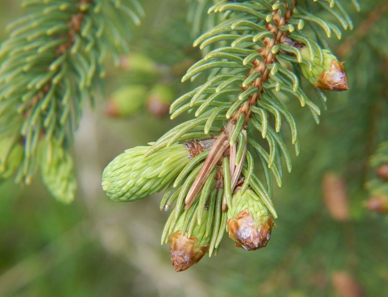 Spruce Tips Harvesting
