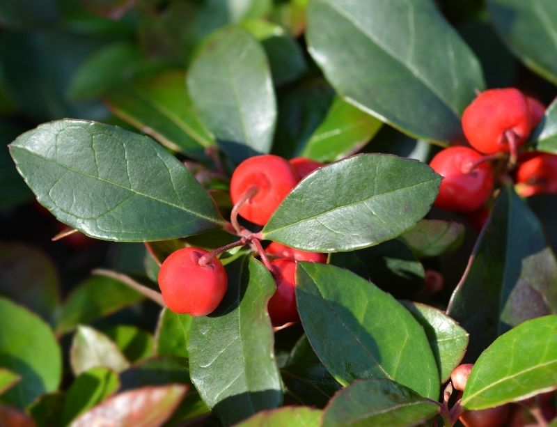 Wintergreen Berries And Leaves
