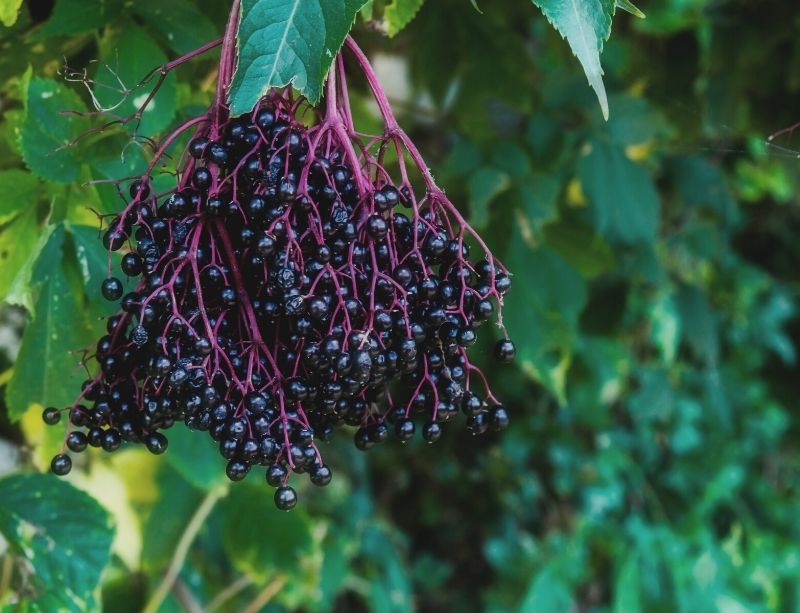 Elderberry berries