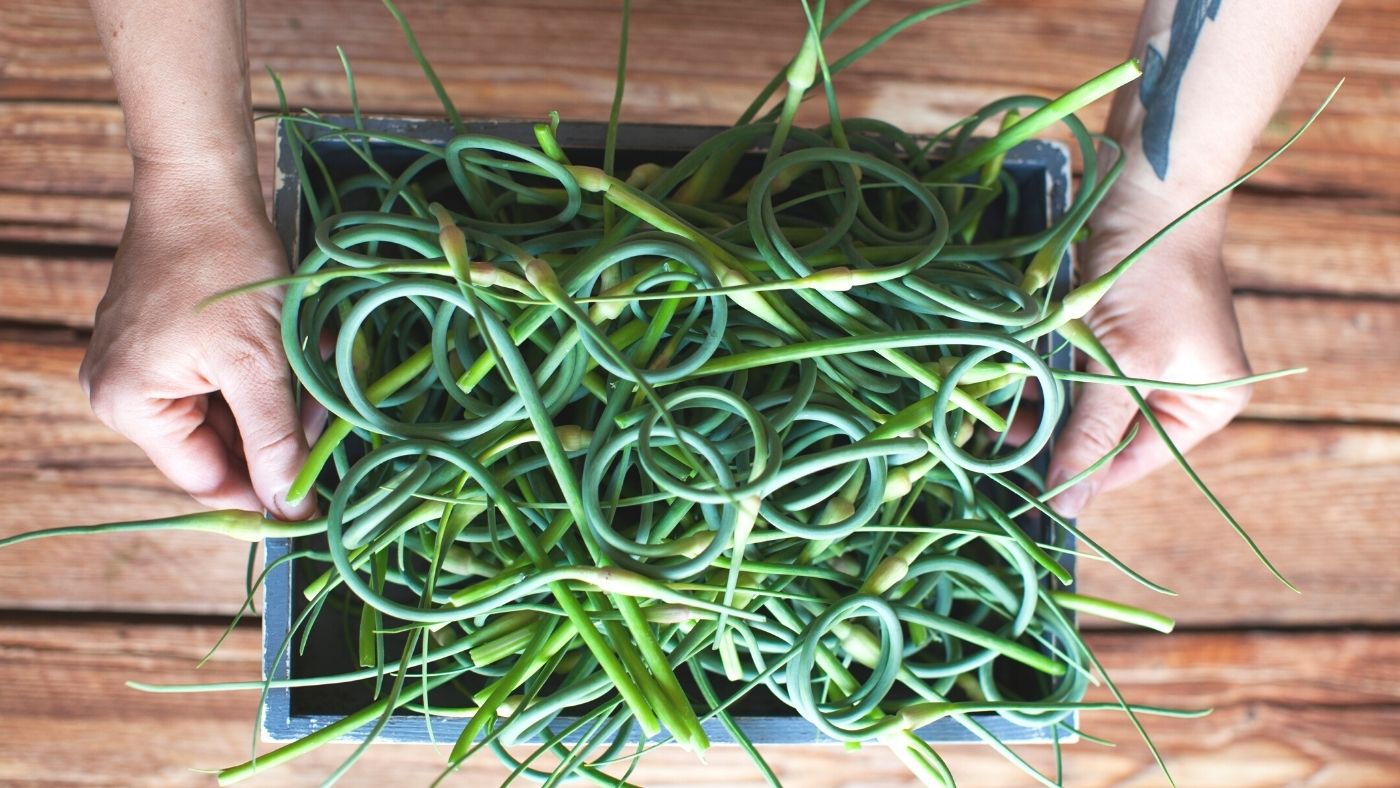 Garlic Scapes to Ferment