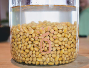 soaking soy beans miso making