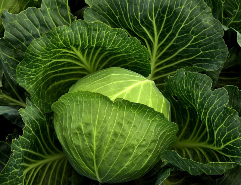 green cabbage for sauerkraut