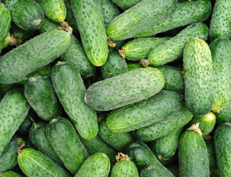 Cucumbers for making pickles