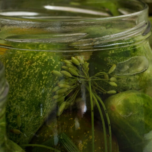 Jar of crunchy pickles