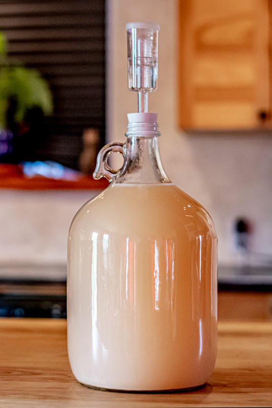 making rhubarb wine fermenting in the carboy