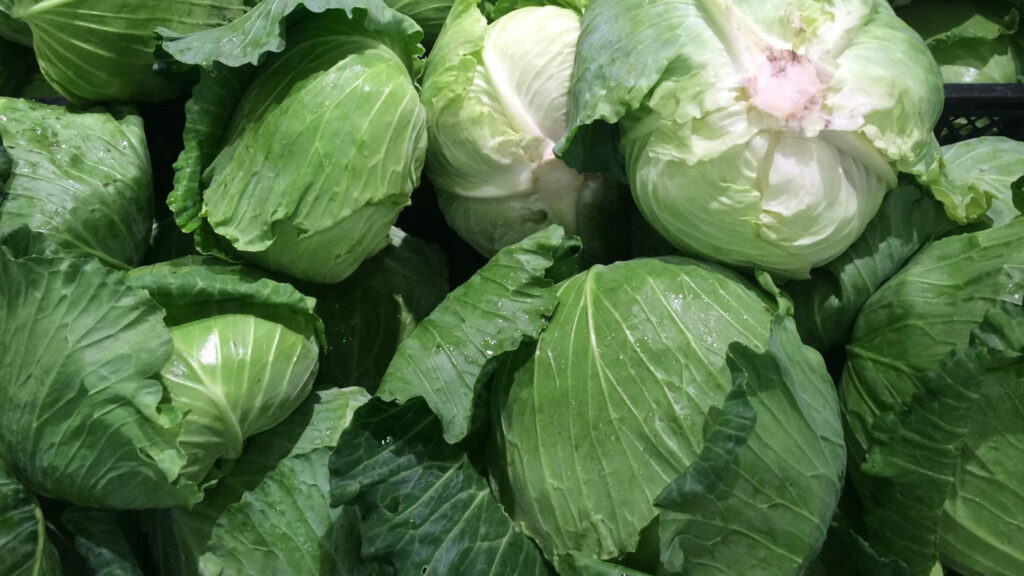 Best cabbages for sauerkraut