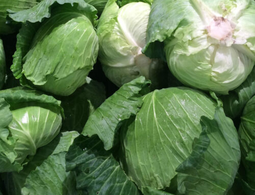 Best Cabbage Variety For Sauerkraut?