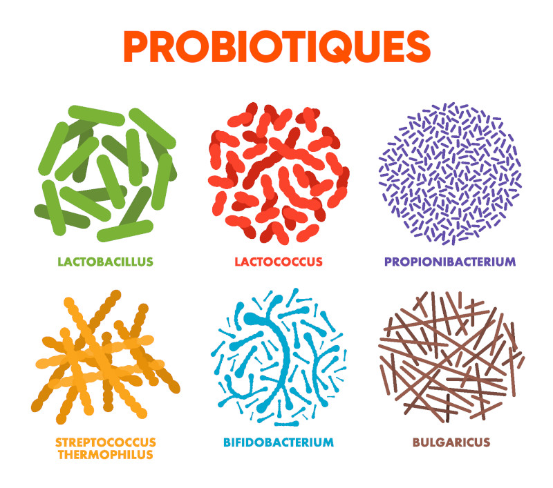Illustration de bactéries probiotiques avec leurs noms