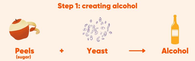 Step 1: creating alcohol Peel (sugar) + Yeast -> Alcohol