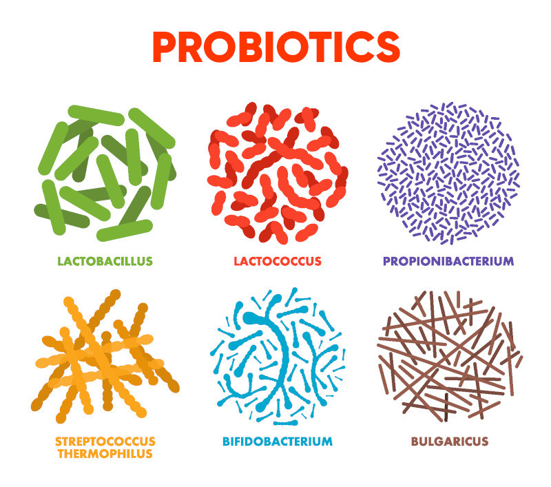 Illustration of probiotic bacteria with their names